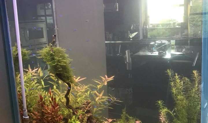 Réalisation d’un décor d’aquarium eau douce