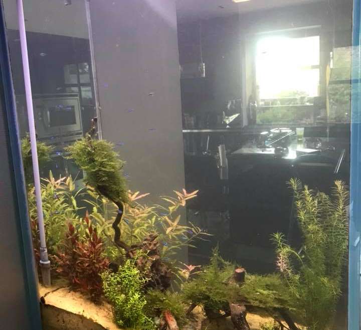 Réalisation d’un décor d’aquarium eau douce