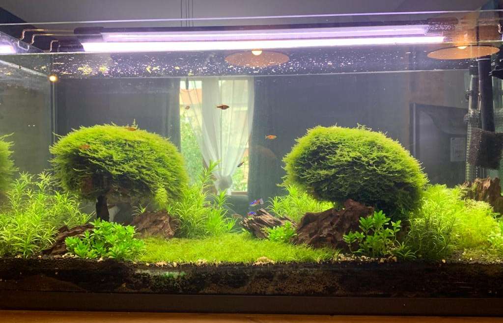 Aquascaping