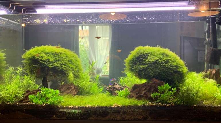 Aquascaping