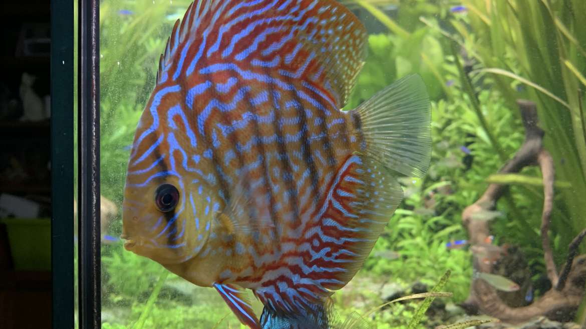 SYMPHYSODON Discus (aequifascatus)