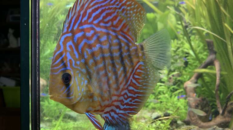 SYMPHYSODON Discus (aequifascatus)