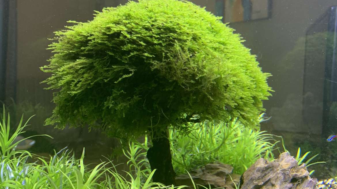 Aquascaping