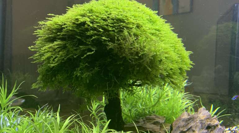 Aquascaping