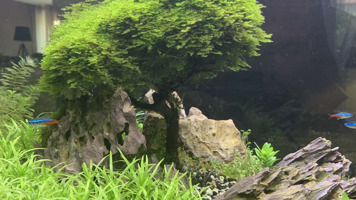 Aquascaping