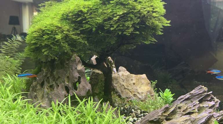 Aquascaping